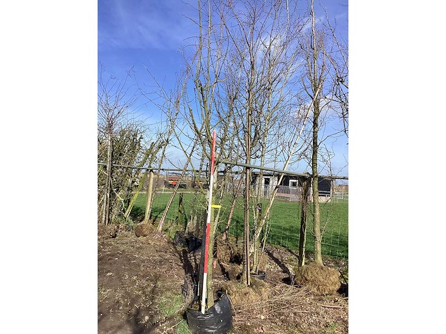 Gouden regen - sierboom - afbeelding 2 van  2
