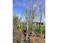 Gouden regen - sierboom - afbeelding 2 van  2