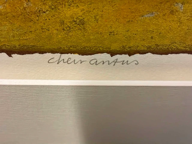 Grafiek “jan van delft- cheiranrus” - afbeelding 5 van  6
