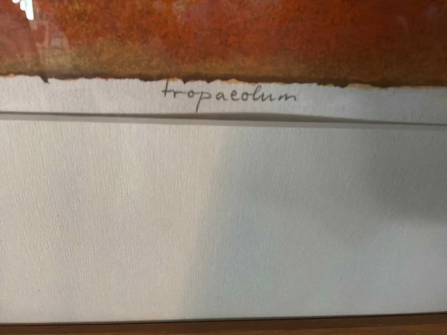 Grafiek “jan van delft- tropaeolum” - afbeelding 5 van  7