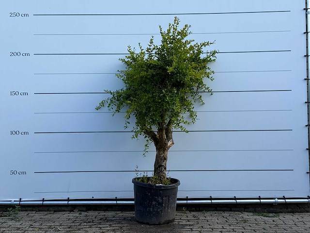 Granaatappelboom - punica granatum - hoogte ca. 220 cm - afbeelding 1 van  5