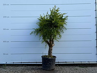 Granaatappelboom - punica granatum - hoogte ca. 220 cm