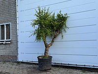 Granaatappelboom - punica granatum - hoogte ca. 220 cm - afbeelding 2 van  5