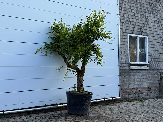 Granaatappelboom - punica granatum - hoogte ca. 220 cm - afbeelding 3 van  5