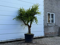 Granaatappelboom - punica granatum - hoogte ca. 220 cm - afbeelding 3 van  5