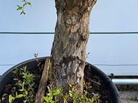 Granaatappelboom - punica granatum - hoogte ca. 220 cm - afbeelding 4 van  5