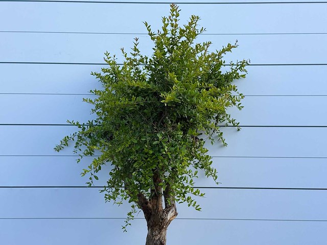 Granaatappelboom - punica granatum - hoogte ca. 220 cm - afbeelding 5 van  5