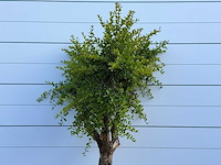 Granaatappelboom - punica granatum - hoogte ca. 220 cm - afbeelding 5 van  5