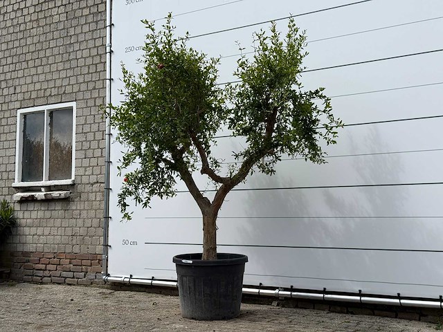 Granaatappelboom - punica granatum - hoogte ca. 230 cm - afbeelding 1 van  2
