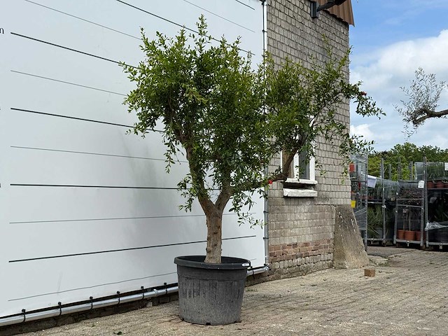 Granaatappelboom - punica granatum - hoogte ca. 230 cm - afbeelding 2 van  2
