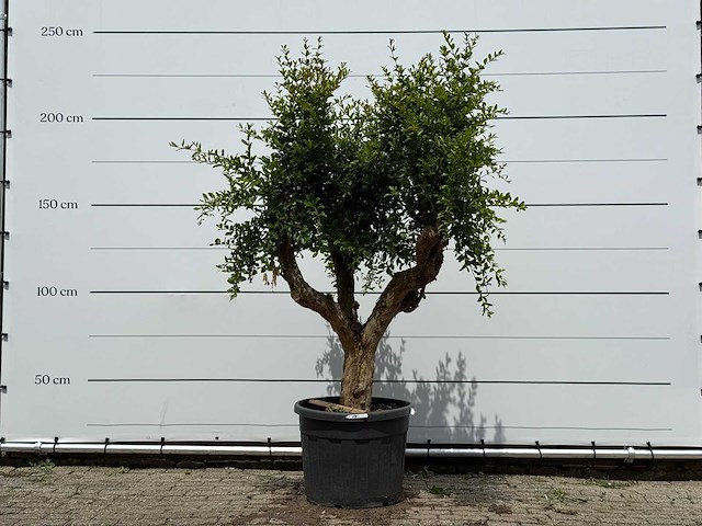 Granaatappelboom - punica granatum - hoogte ca. 230 cm - afbeelding 1 van  5