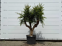 Granaatappelboom - punica granatum - hoogte ca. 230 cm