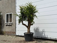 Granaatappelboom - punica granatum - hoogte ca. 230 cm - afbeelding 2 van  5