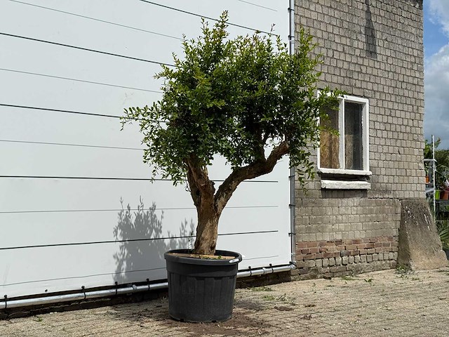 Granaatappelboom - punica granatum - hoogte ca. 230 cm - afbeelding 3 van  5