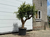 Granaatappelboom - punica granatum - hoogte ca. 230 cm - afbeelding 3 van  5