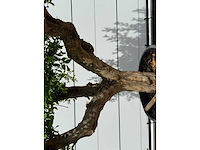 Granaatappelboom - punica granatum - hoogte ca. 230 cm - afbeelding 4 van  5