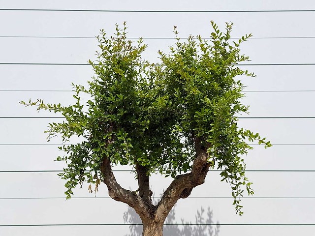 Granaatappelboom - punica granatum - hoogte ca. 230 cm - afbeelding 5 van  5