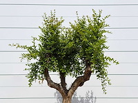 Granaatappelboom - punica granatum - hoogte ca. 230 cm - afbeelding 5 van  5
