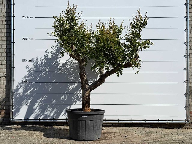 Granaatappelboom - punica granatum - hoogte ca. 240 cm - afbeelding 1 van  8