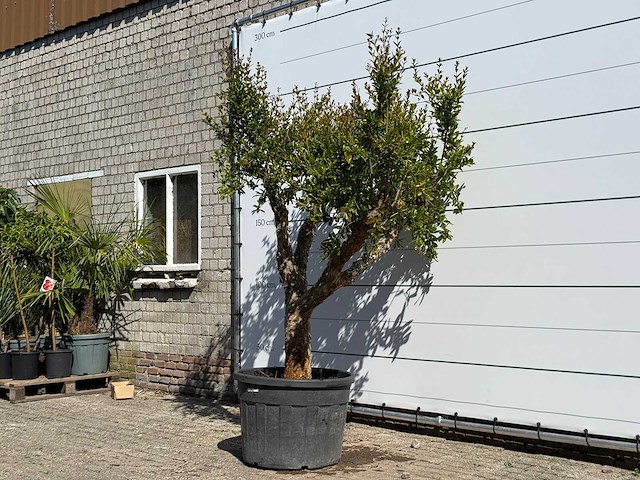 Granaatappelboom - punica granatum - hoogte ca. 240 cm - afbeelding 3 van  8