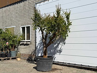 Granaatappelboom - punica granatum - hoogte ca. 240 cm - afbeelding 3 van  8