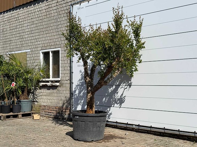 Granaatappelboom - punica granatum - hoogte ca. 240 cm - afbeelding 4 van  8