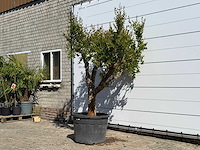 Granaatappelboom - punica granatum - hoogte ca. 240 cm - afbeelding 4 van  8