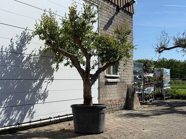 Granaatappelboom - punica granatum - hoogte ca. 240 cm - afbeelding 6 van  8