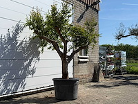 Granaatappelboom - punica granatum - hoogte ca. 240 cm - afbeelding 6 van  8