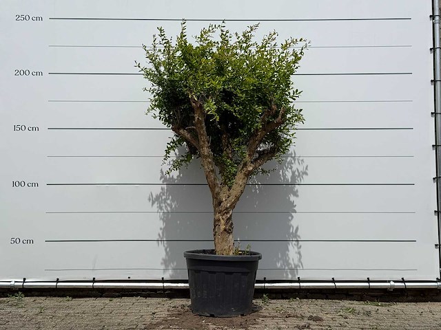Granaatappelboom - punica granatum - hoogte ca. 250 cm - afbeelding 1 van  5