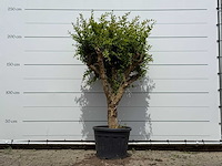 Granaatappelboom - punica granatum - hoogte ca. 250 cm