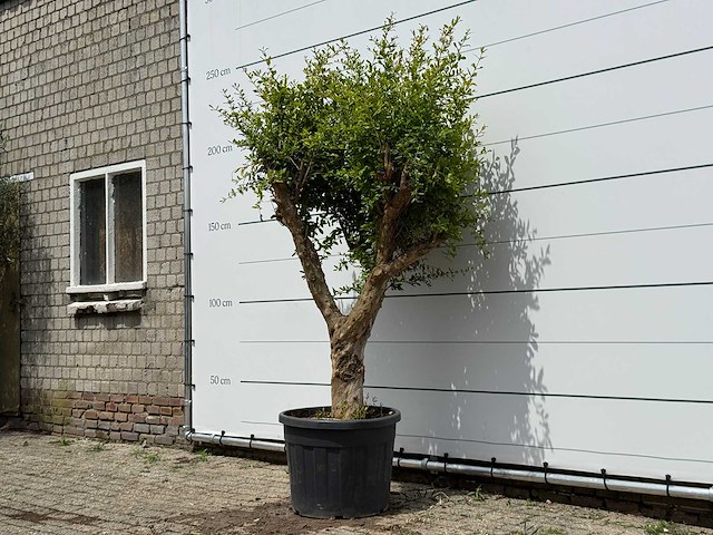 Granaatappelboom - punica granatum - hoogte ca. 250 cm - afbeelding 2 van  5