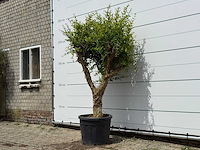 Granaatappelboom - punica granatum - hoogte ca. 250 cm - afbeelding 2 van  5