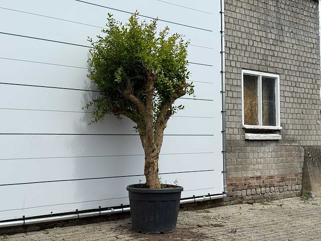 Granaatappelboom - punica granatum - hoogte ca. 250 cm - afbeelding 3 van  5