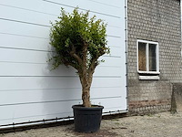 Granaatappelboom - punica granatum - hoogte ca. 250 cm - afbeelding 3 van  5