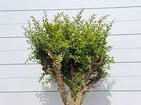 Granaatappelboom - punica granatum - hoogte ca. 250 cm - afbeelding 5 van  5
