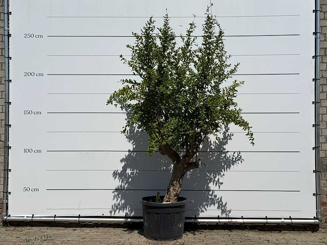 Granaatappelboom - punica granatum - hoogte ca. 250 cm - afbeelding 1 van  3