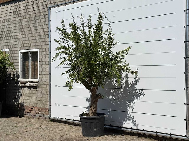 Granaatappelboom - punica granatum - hoogte ca. 250 cm - afbeelding 2 van  3