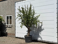 Granaatappelboom - punica granatum - hoogte ca. 250 cm - afbeelding 2 van  3