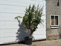 Granaatappelboom - punica granatum - hoogte ca. 250 cm - afbeelding 3 van  3