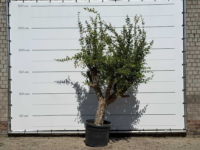 Granaatappelboom - punica granatum - hoogte ca. 250 cm - afbeelding 1 van  3