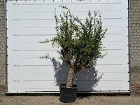 Granaatappelboom - punica granatum - hoogte ca. 250 cm - afbeelding 1 van  3