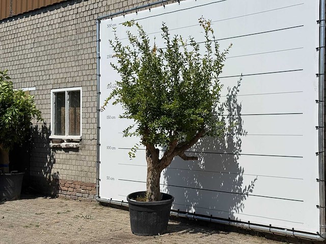 Granaatappelboom - punica granatum - hoogte ca. 250 cm - afbeelding 2 van  3