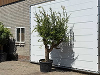 Granaatappelboom - punica granatum - hoogte ca. 250 cm - afbeelding 2 van  3