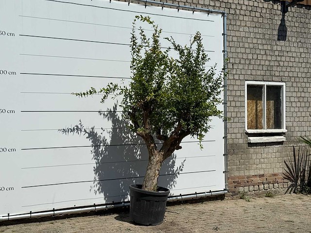 Granaatappelboom - punica granatum - hoogte ca. 250 cm - afbeelding 3 van  3