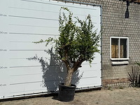Granaatappelboom - punica granatum - hoogte ca. 250 cm - afbeelding 3 van  3
