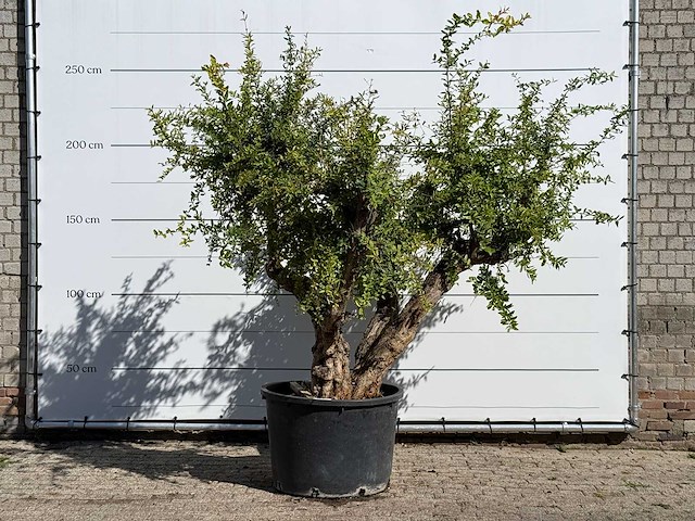 Granaatappelboom - punica granatum - hoogte ca. 250 cm - afbeelding 1 van  5