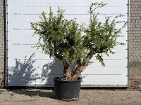Granaatappelboom - punica granatum - hoogte ca. 250 cm