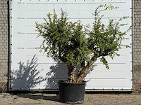 Granaatappelboom - punica granatum - hoogte ca. 250 cm - afbeelding 2 van  5