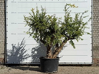 Granaatappelboom - punica granatum - hoogte ca. 250 cm - afbeelding 3 van  5